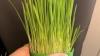 Organic Cat Grass Seeds (organic oat grass and wheatgrass seeds)