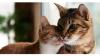 *** HOME PET BOARDING - Specialized in CATS & Small animals ***