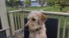 Rehoming for adorable Oliver. 9mth old ladbradoodle. $500