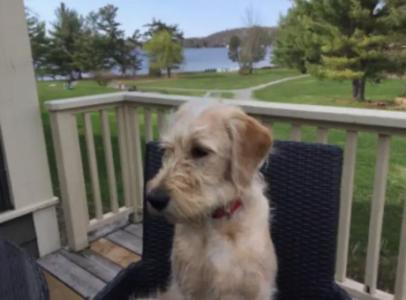 Rehoming for adorable Oliver. 9mth old ladbradoodle. $500