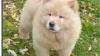 CHOW CHOW PUPPIES AKC REGISTERED