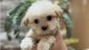 HAVANESE PUPPY (TEACUP)