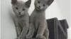 Russian blue kittens vaccinated