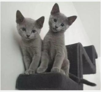 Russian blue kittens vaccinated