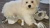 CKC Registered Bichon Frise Puppies