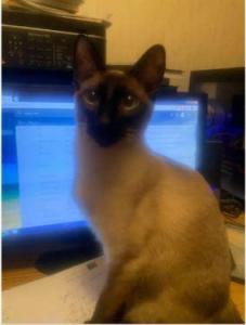 Cat BabySitting- Dog Walking -