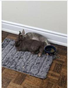 Wanted: Bunny fosters needed
