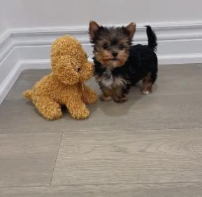 Affectionate Tiny Yorkie puppy