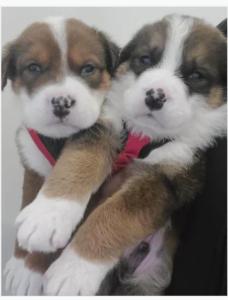 Panda Bernedoodle Aussidoodle mix