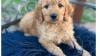 Goldendoodle Puppies