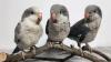 Baby Quaker Parrots